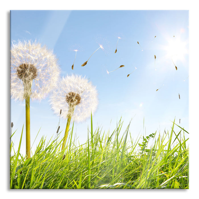 Pusteblumen auf Frühlingswiese, Glasbild Quadratisch