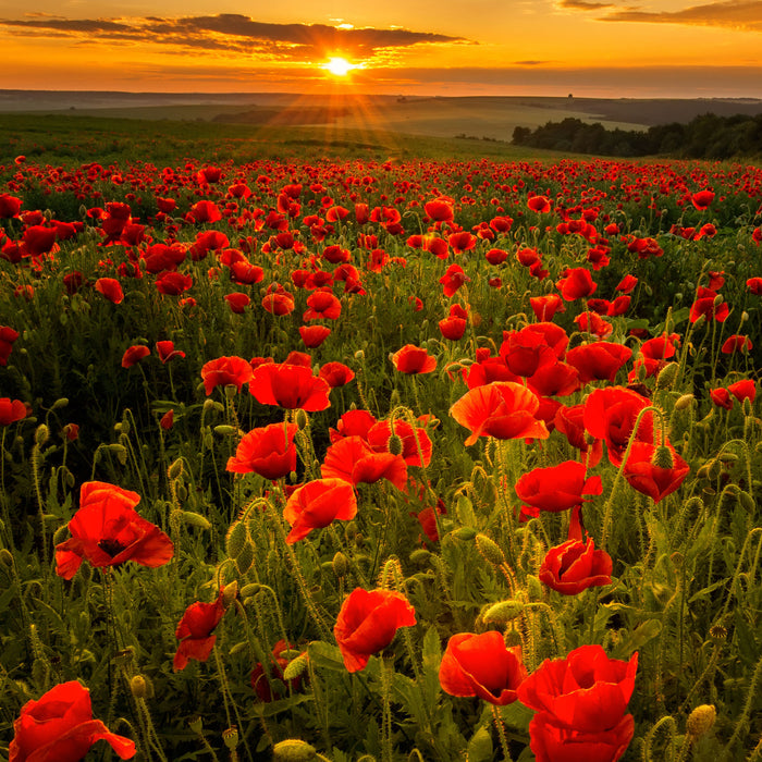 Mohnwiese im Sonnenuntergang, Glasbild Quadratisch