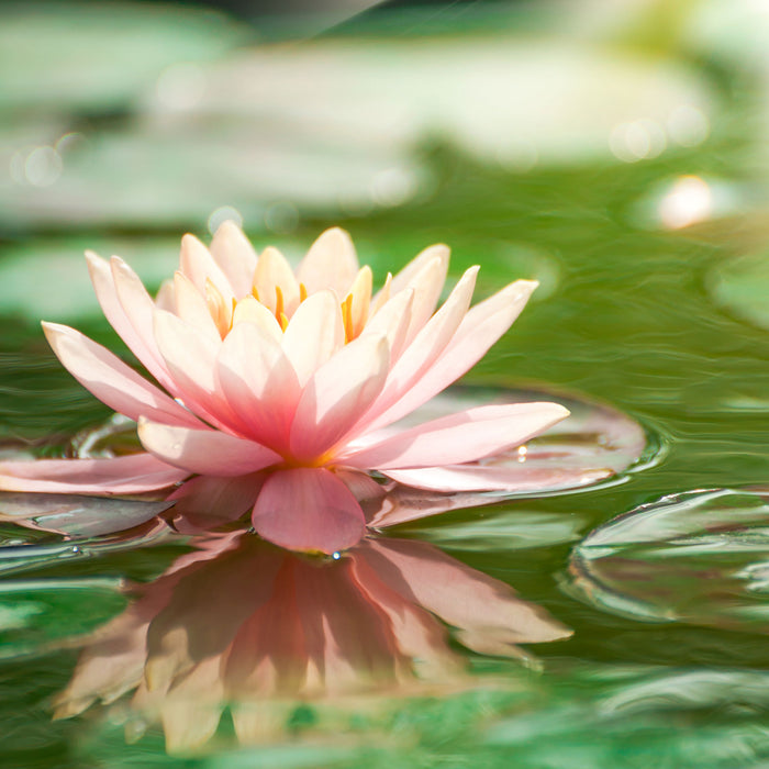 Seerose Wasseroberfläche, Glasbild Quadratisch