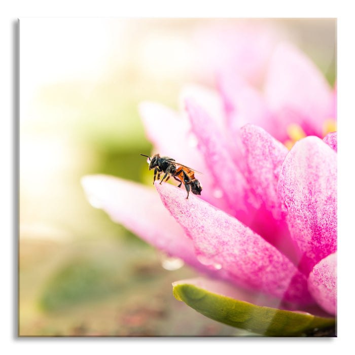 Winziges Biene auf Seerosenblüte, Glasbild Quadratisch