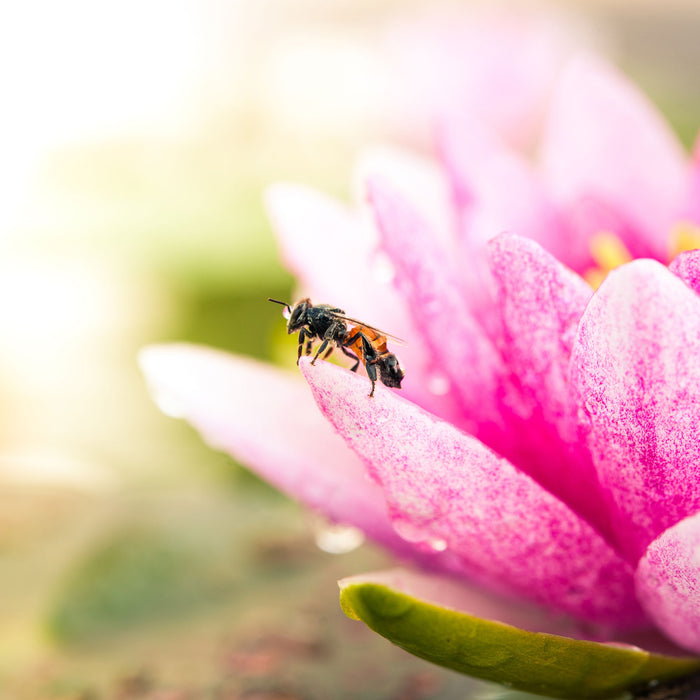 Winziges Biene auf Seerosenblüte, Glasbild Quadratisch