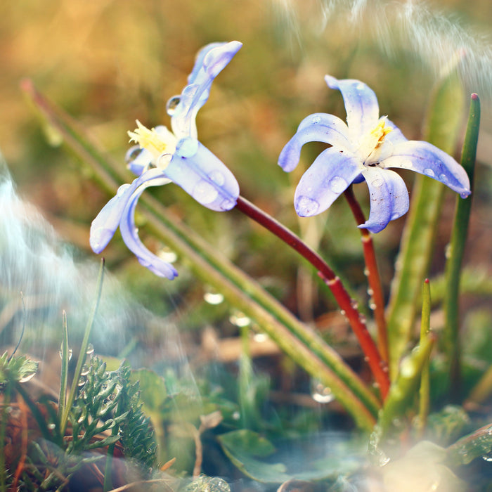 Kleine Lila Waldblume, Glasbild Quadratisch