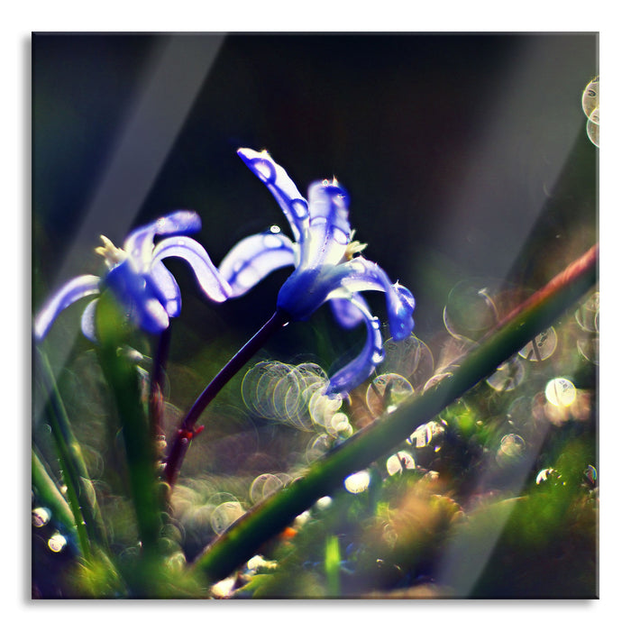 Wiesenblumen Morgen, Glasbild Quadratisch