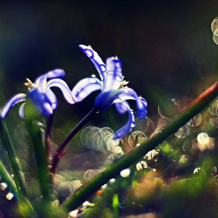 Wiesenblumen Morgen, Glasbild Quadratisch