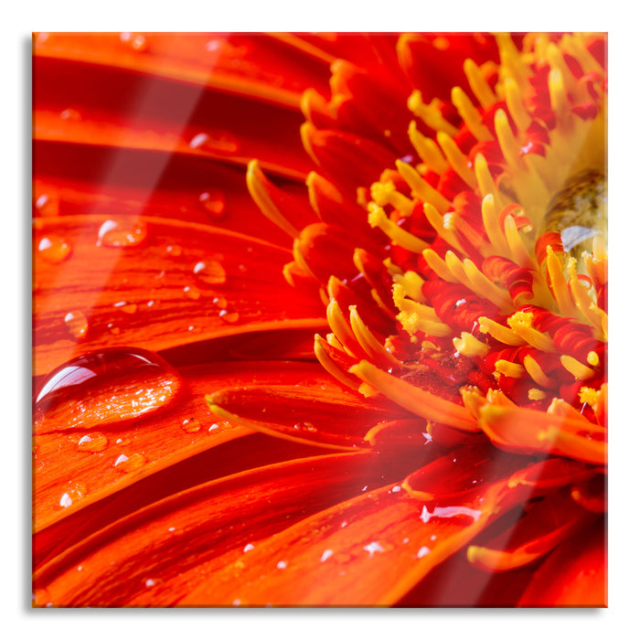 Pixxprint Gerbera mit Wassertropfen, Glasbild Quadratisch