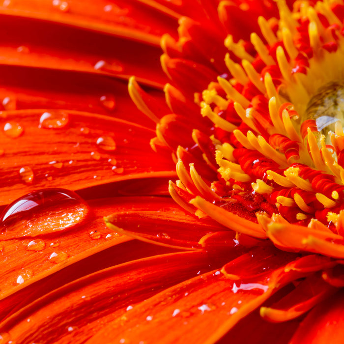 Gerbera mit Wassertropfen, Glasbild Quadratisch