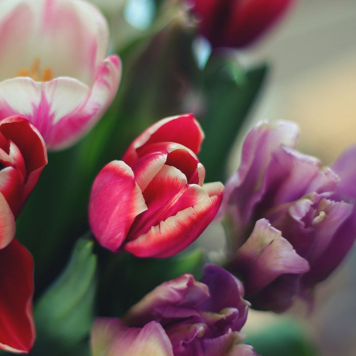 Wunderbarer Tulpenstrauß, Glasbild Quadratisch