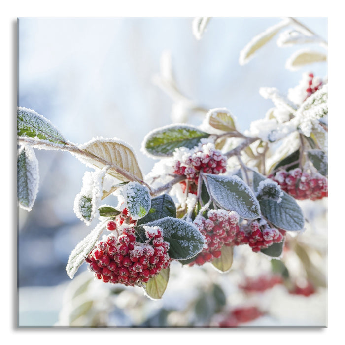 Vogelbeeren im Winter, Glasbild Quadratisch