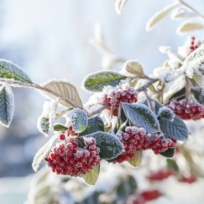 Vogelbeeren im Winter, Glasbild Quadratisch