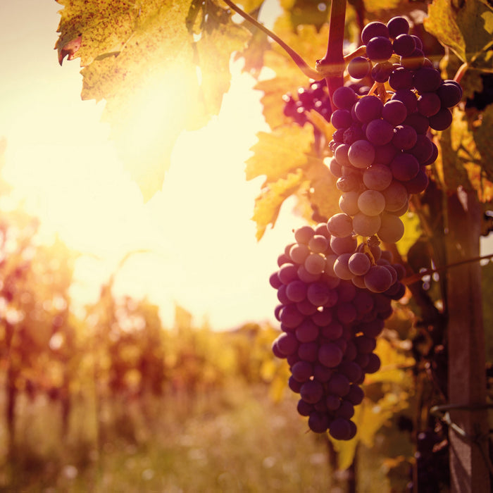 Weinberg im Abendlicht, Glasbild Quadratisch