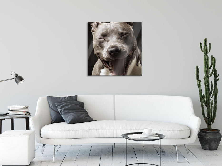 Lachender Pitbull, Glasbild Quadratisch