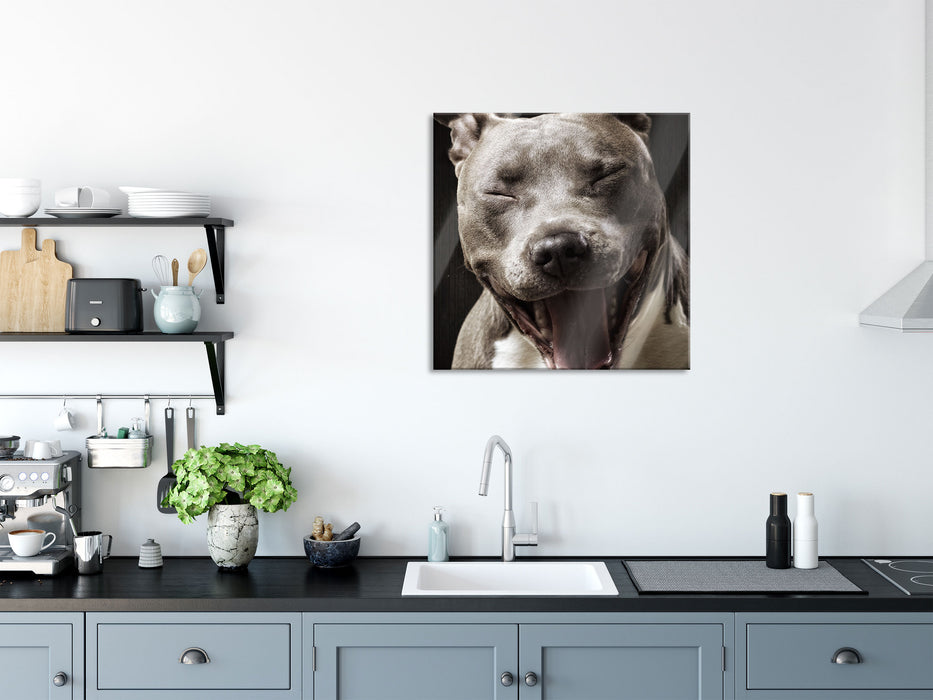 Lachender Pitbull, Glasbild Quadratisch