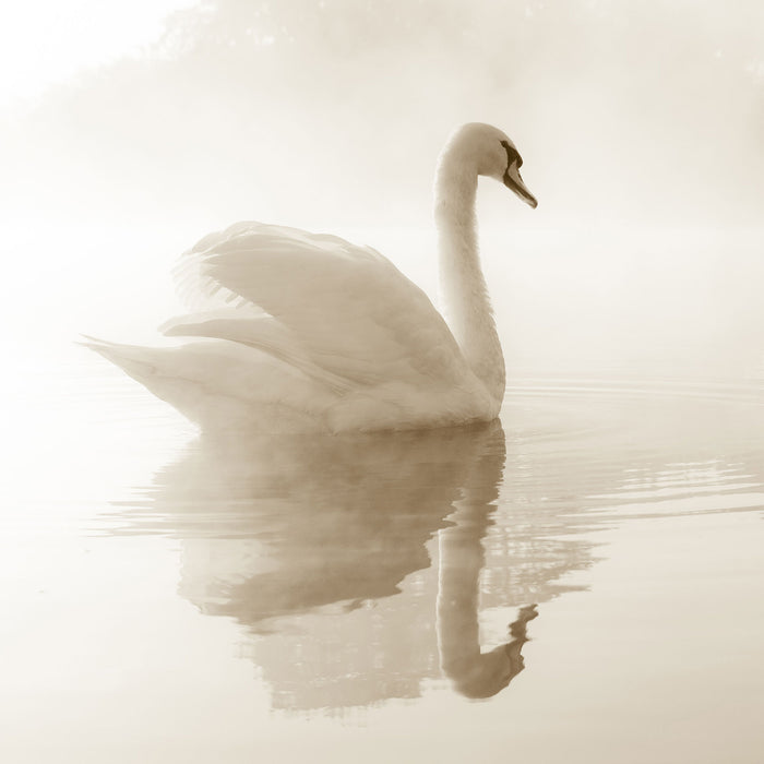 Schwan im Morgennebel, Glasbild Quadratisch