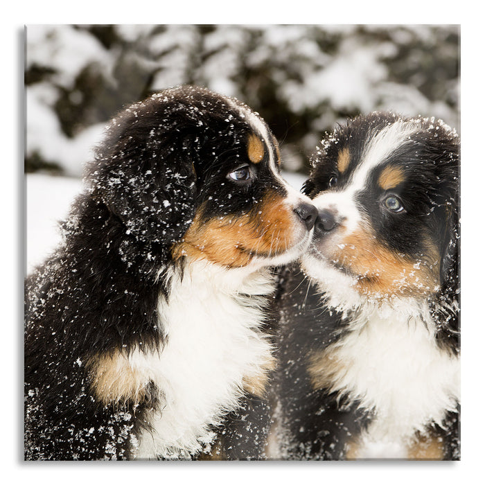 Pixxprint Bernersennen Hunde Welpen, Glasbild Quadratisch