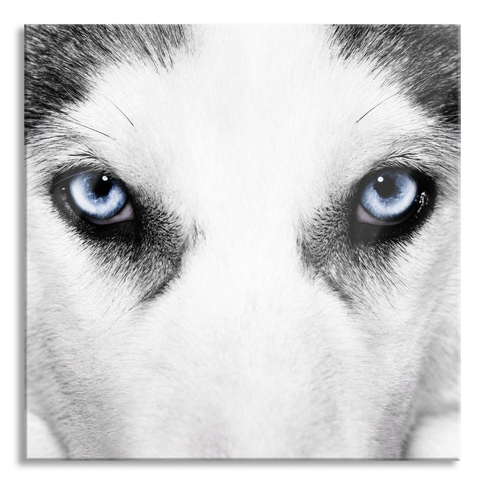 Husky mit Eisblauen Augen, Glasbild Quadratisch