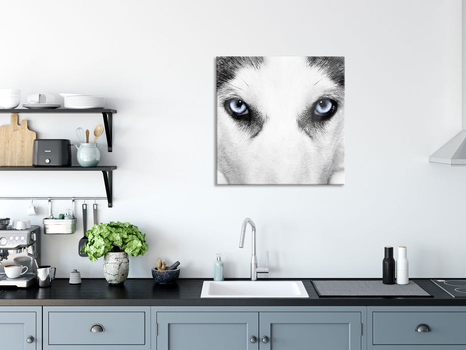 Husky mit Eisblauen Augen, Glasbild Quadratisch