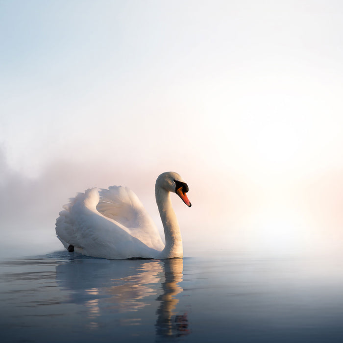 traumhafter weißer Schwan im See, Glasbild Quadratisch