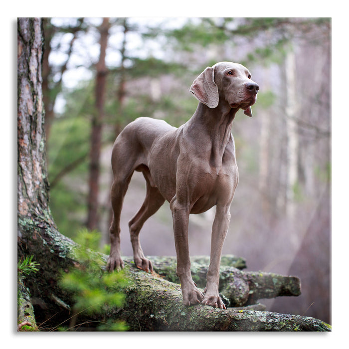 Edler Weimaraner im Wald, Glasbild Quadratisch