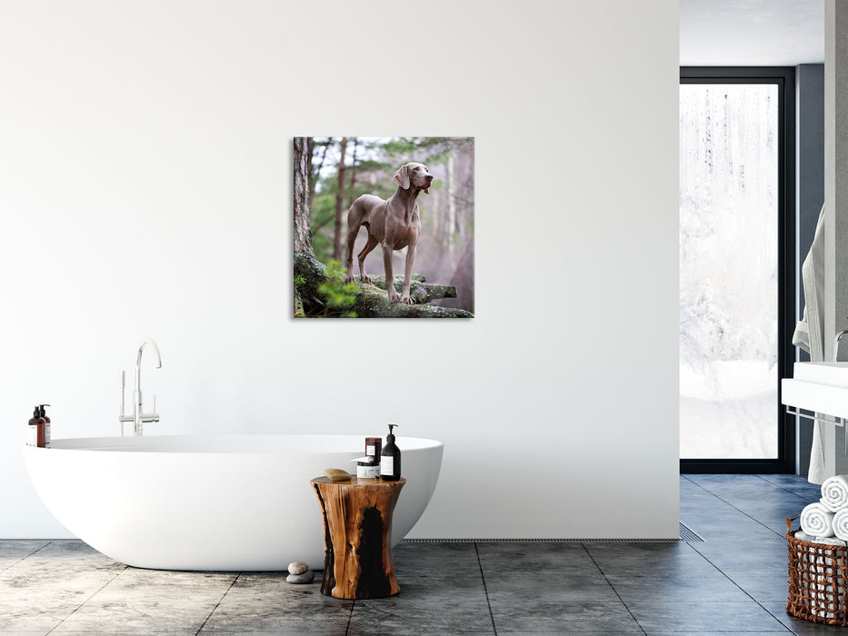 Edler Weimaraner im Wald, Glasbild Quadratisch