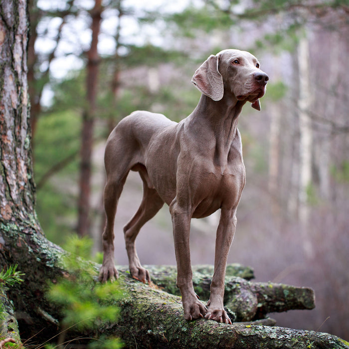 Edler Weimaraner im Wald, Glasbild Quadratisch