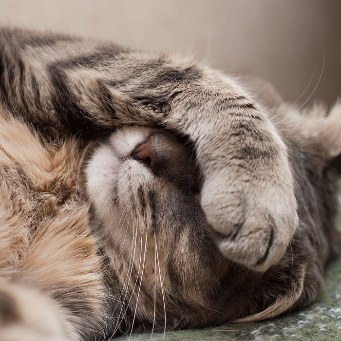 Schüchterne niedliche Katze, Glasbild Quadratisch