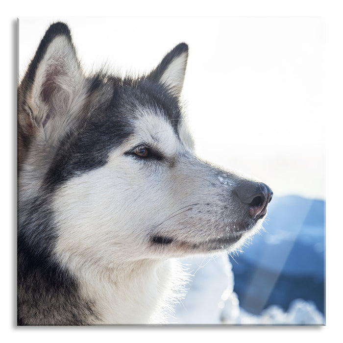 Süßer Husky im Schnee, Glasbild Quadratisch