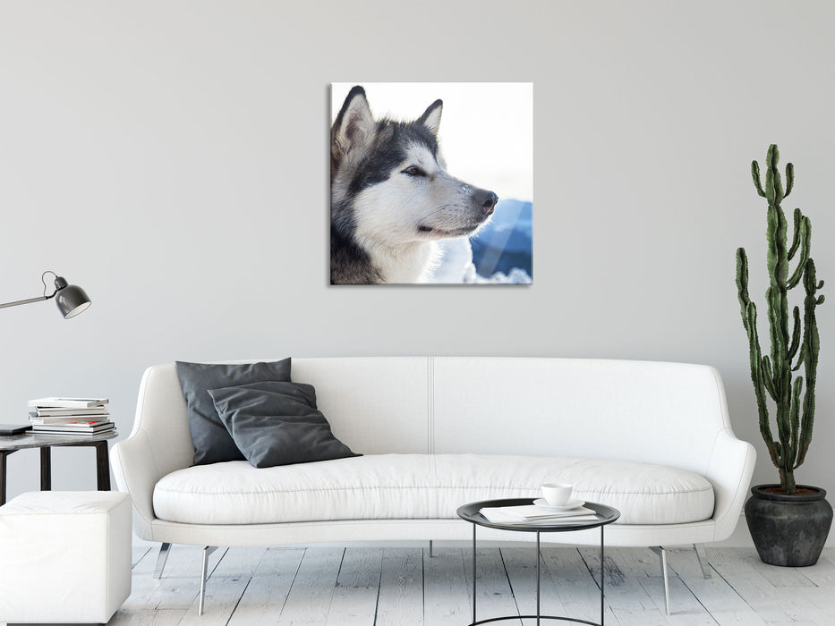 Süßer Husky im Schnee, Glasbild Quadratisch