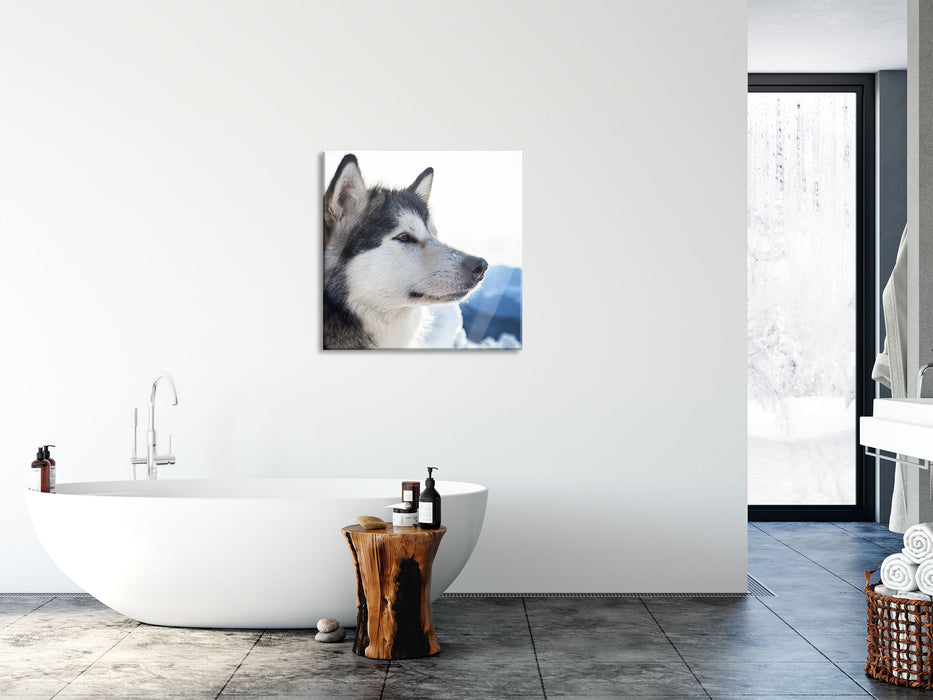 Süßer Husky im Schnee, Glasbild Quadratisch