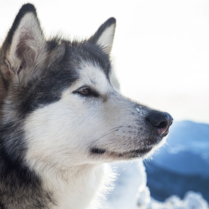 Süßer Husky im Schnee, Glasbild Quadratisch