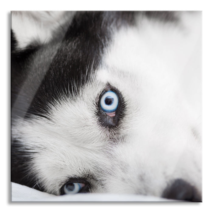 Pixxprint Husky mit Eisblauen Augen im Bett, Glasbild Quadratisch