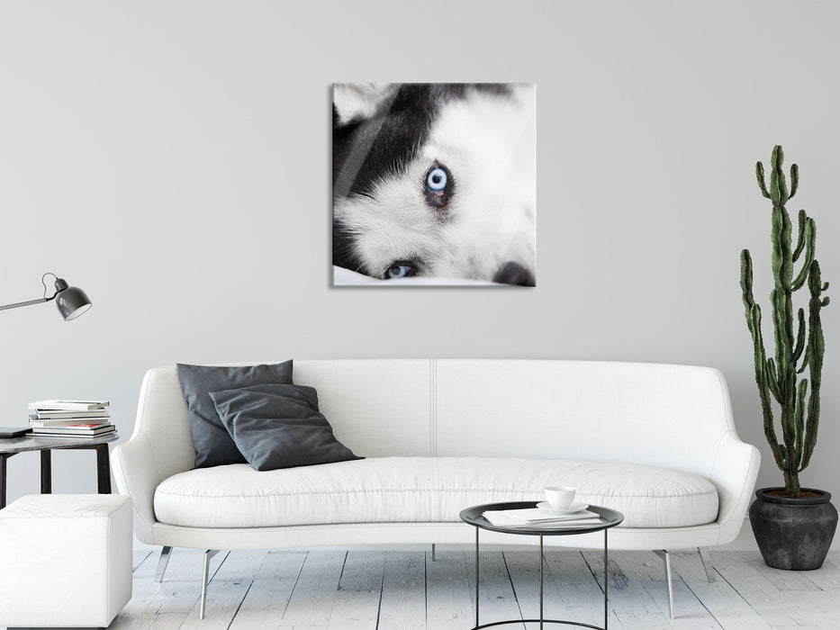 Husky mit Eisblauen Augen im Bett, Glasbild Quadratisch