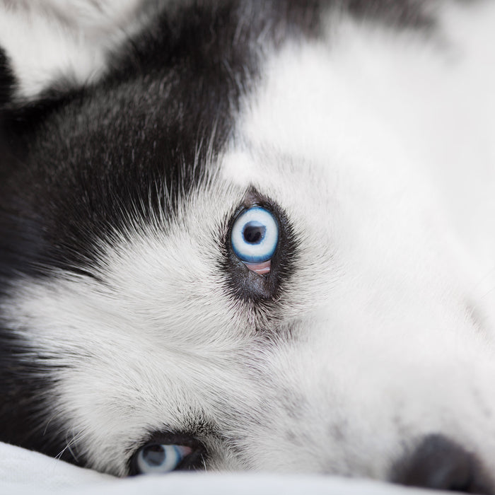 Husky mit Eisblauen Augen im Bett, Glasbild Quadratisch