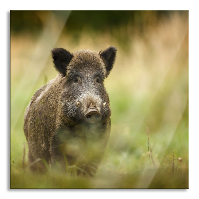 Stolzes Wildschwein im Wald, Glasbild Quadratisch