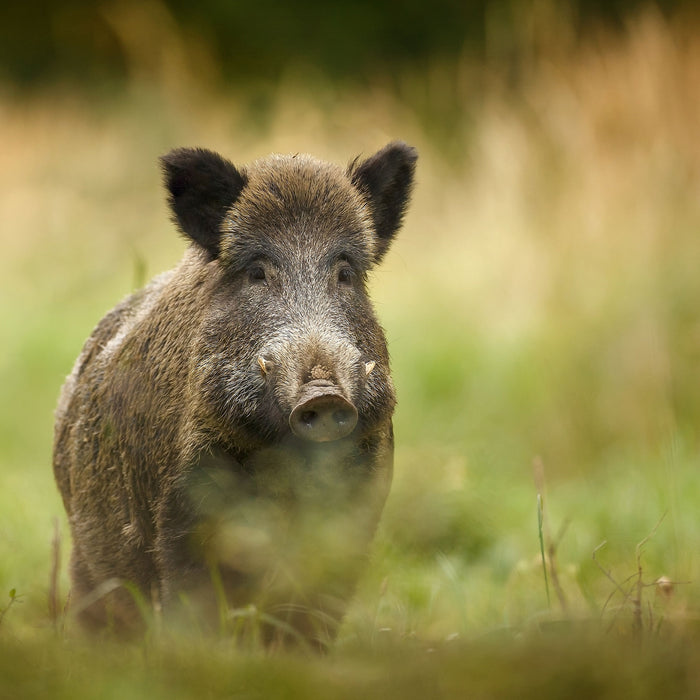 Stolzes Wildschwein im Wald, Glasbild Quadratisch