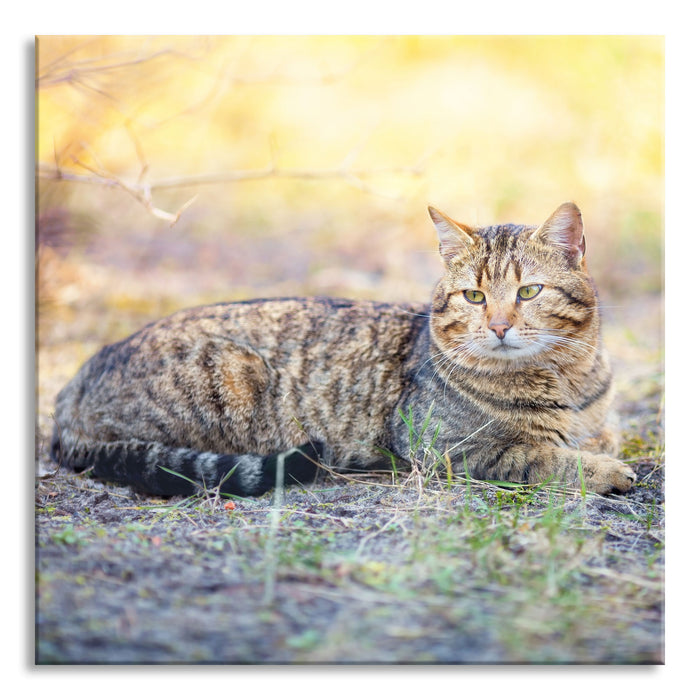 Pixxprint Ruhende Katze im Wald, Glasbild Quadratisch