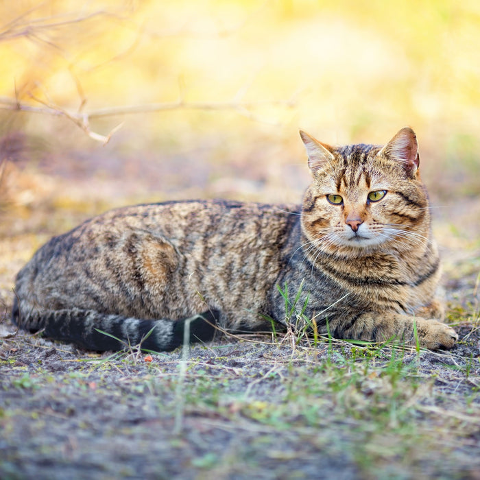 Ruhende Katze im Wald, Glasbild Quadratisch