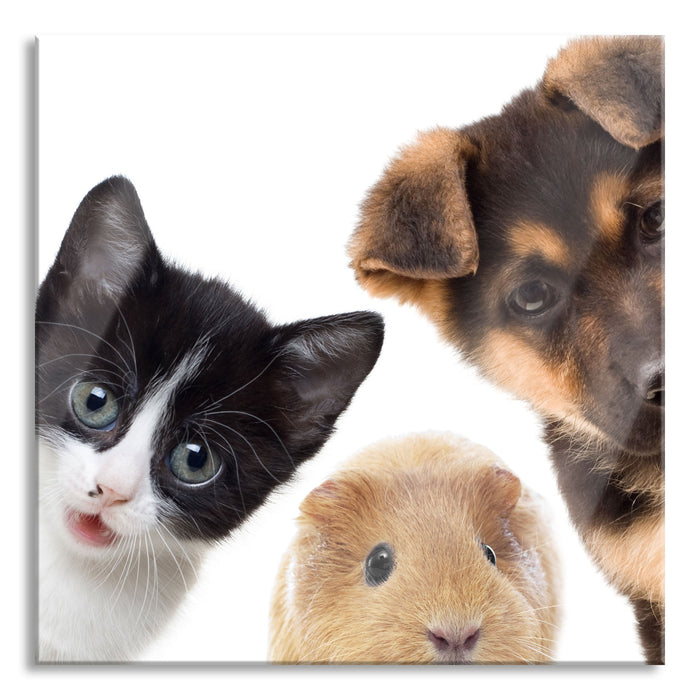 Trio Hund Katze Meerschwein, Glasbild Quadratisch