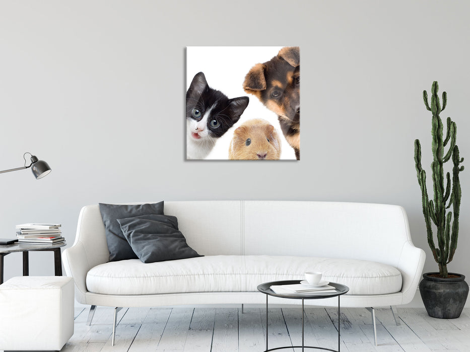 Trio Hund Katze Meerschwein, Glasbild Quadratisch