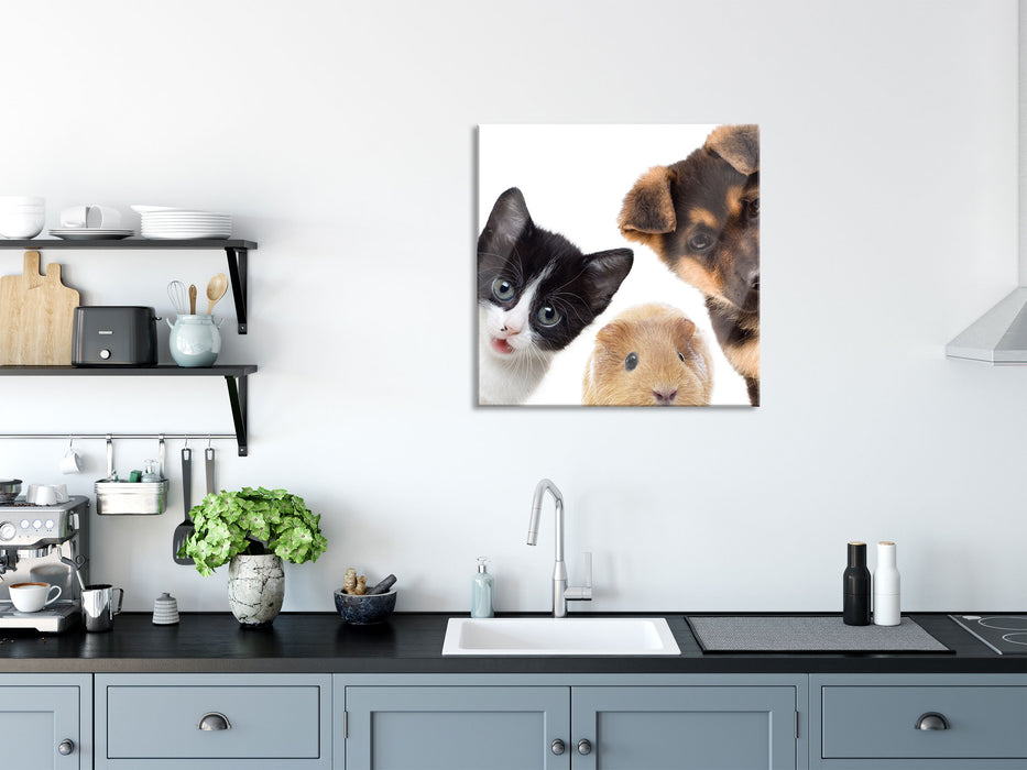 Trio Hund Katze Meerschwein, Glasbild Quadratisch