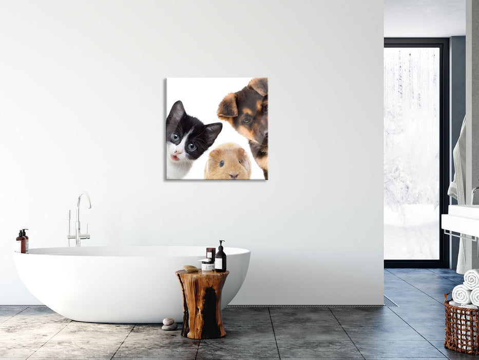 Trio Hund Katze Meerschwein, Glasbild Quadratisch