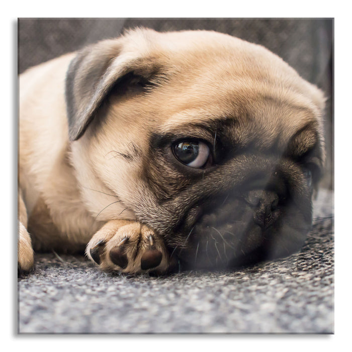 Pixxprint Süßer Mops auf Teppich, Glasbild Quadratisch