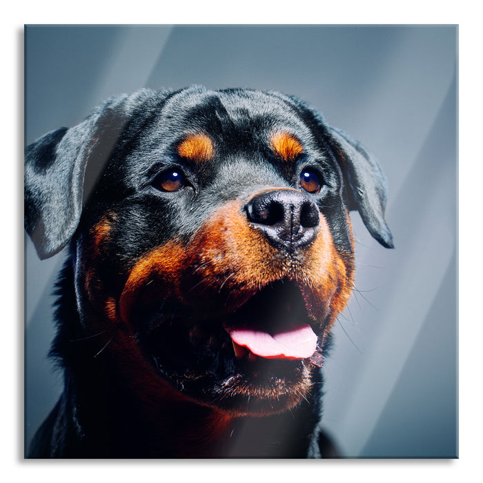 Treuer Rottweiler, Glasbild Quadratisch