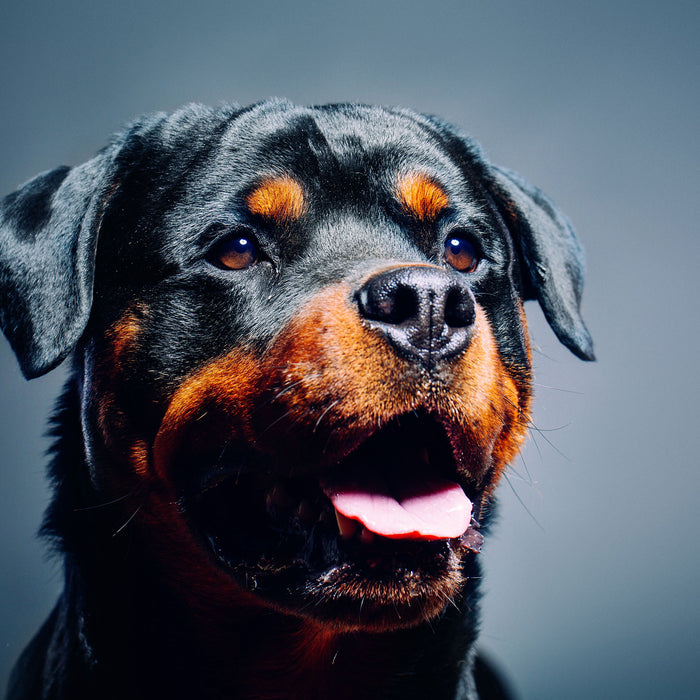 Treuer Rottweiler, Glasbild Quadratisch