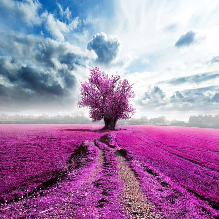 Pinkes Feld mit pinkem Baum, Glasbild Quadratisch