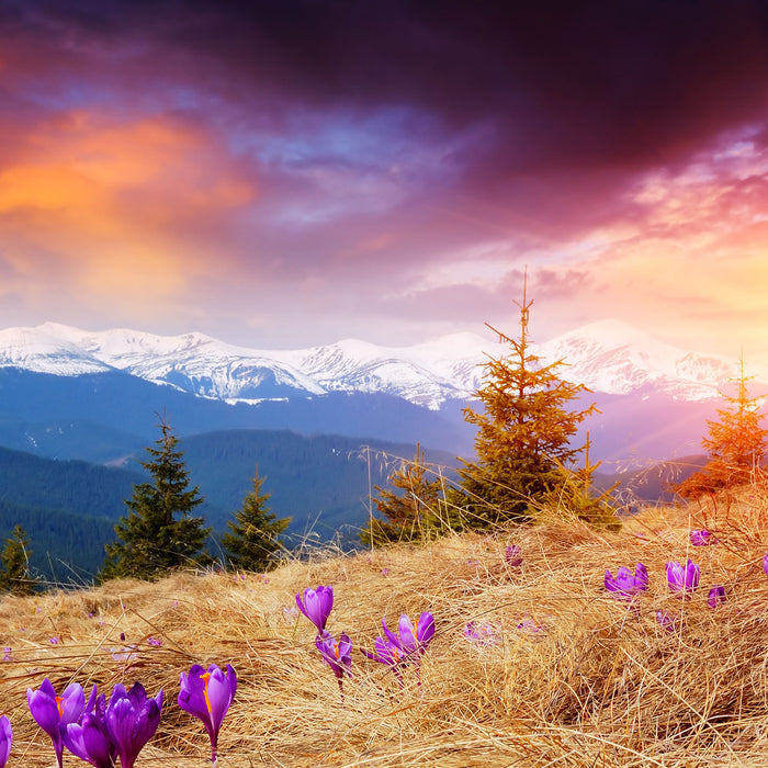 Krokusse auf Hochalmwiese in Alpen, Glasbild Quadratisch