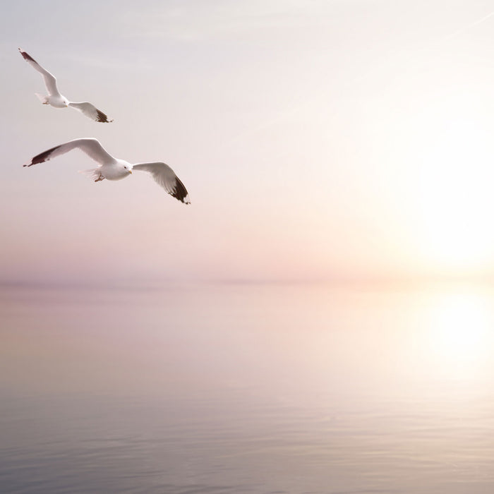 Möwen am Meer bei Sonnenaufgang, Glasbild Quadratisch