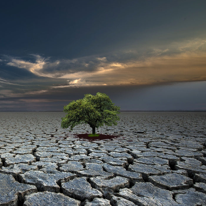 Der Baum im Boden, Glasbild Quadratisch