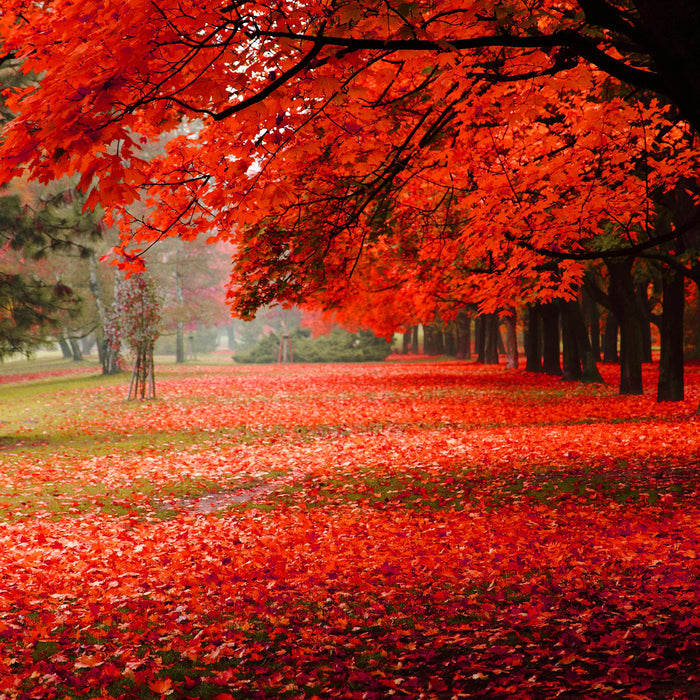 Rot gefärbter Park im Herbst, Glasbild Quadratisch