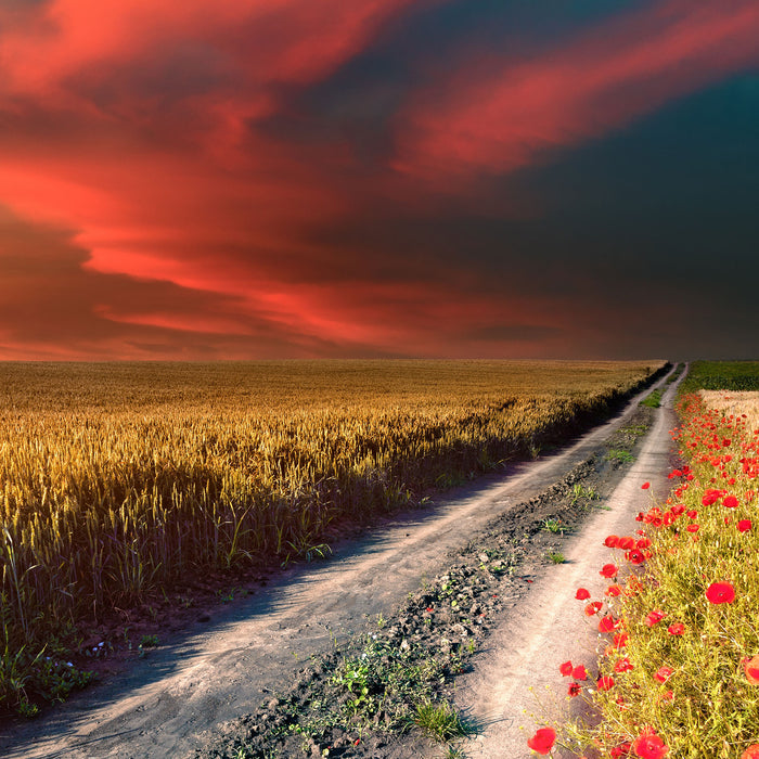 Getreidefeld mit Mohnblüten, Glasbild Quadratisch