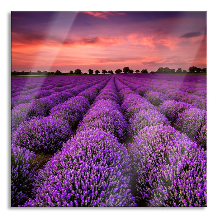 Wunderschöne Lavendel Provence, Glasbild Quadratisch